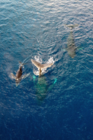 Buckelwale - Maui - Hawaii - Copyright by Dirk Paul