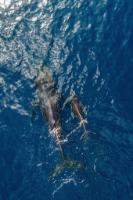 Buckelwale - Maui - Hawaii - Copyright by Dirk Paul