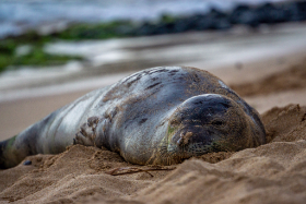 Maui - Hawaii - Copyright by Dirk Paul