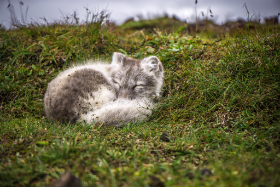 Polarfuchs Island 2015 Copyright by Dirk Paul : 2015, Island