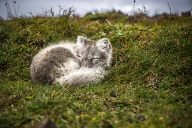 Polarfuchs Island 2015 Copyright by Dirk Paul : 2015, Island