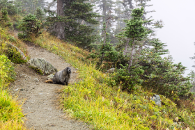 Kanada - ein Murmeltier auf dem Whistler Mountain -  Copyright by Dirk Paul : 2018, Kanada