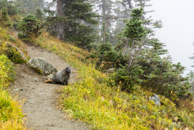 Kanada - ein Murmeltier auf dem Whistler Mountain -  Copyright by Dirk Paul : 2018, Kanada