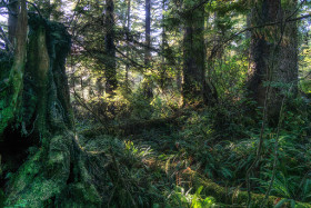 Kanada - Tonquin Park - Copyright by Dirk Paul : 2018, Kanada