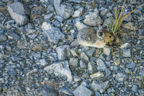 Kanada - Ein Pika sammelt Gras - Copyright by Dirk Paul : 2018, Kanada, Pika, Sulphur Mountain