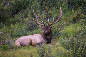 Kanada - Ein Wapiti-Hirsch sitzt am Straßenrand - Copyright by Dirk Paul : 2018, Kanada