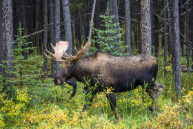 Kanada - Einen stattlichen Elch aus nächter Nähe beobachten - Copyright by Dirk Paul : 2018, Kanada