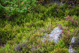 Kanada - Ein Streifenhörnchen - Copyright by Dirk Paul : 2018, Kanada