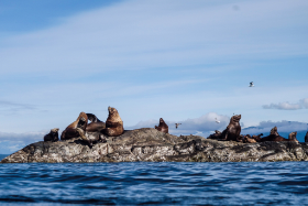 Kanada - Seelöwen beim Schnorcheln beobachten - Copyright by Dirk Paul : 2018, Kanada