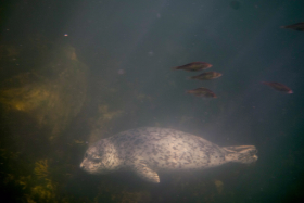 Kanada - eine interessierte Robbe schaut beim Schnocheln vorbei - Copyright by Dirk Paul : 2018, Kanada