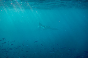 Mantarochen (ca. 3 Meter Spannweite) Embudu Village Malediven 2016 Copyright by Dirk Paul