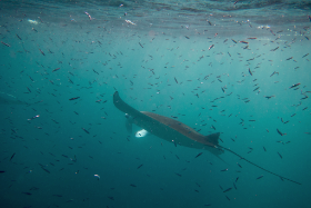Mantarochen (ca. 3 Meter Spannweite) Embudu Village Malediven 2016 Copyright by Dirk Paul