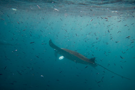 Mantarochen (ca. 3 Meter Spannweite) Embudu Village Malediven 2016 Copyright by Dirk Paul