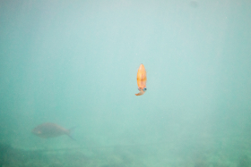 Ein wenige Zentimeter großer Tintenfisch Embudu Village Malediven 2016 Copyright by Dirk Paul