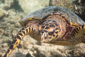 Schildkröte im Hausriff Embudu Village Malediven 2016 Copyright by Dirk Paul