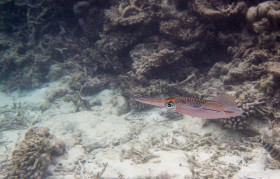 Tintenfisch Embudu Village Malediven 2016 Copyright by Dirk Paul