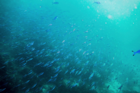 Fischschwarm schwimmt ins Licht Embudu Village Malediven 2016 Copyright by Dirk Paul : Malediven