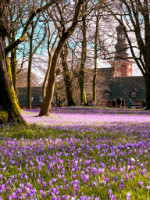 Krokusblütenfest, Husum, Copyright 2024 by Dirk Paul