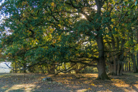 Lüneburger Heide, Copyright 2018 by Dirk Paul