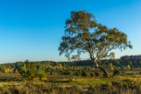 Lüneburger Heide, Copyright 2018 by Dirk Paul