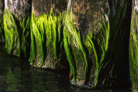 Insel Usedom, Copyright 2019 by Dirk Paul