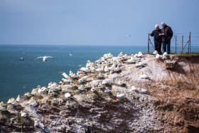 Basstölpel aus nächster Nähe beobachten - Helgoland - Copyright by Dirk Paul : 2017, Helgoland