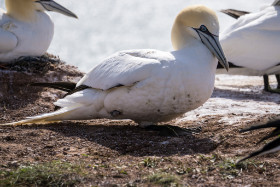 Basstölpel mit nur noch einem Fuss - Helgoland - Copyright by Dirk Paul : 2017, Helgoland