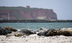 Robben auf der Düne - Helgoland - Copyright by Dirk Paul : 2017, Helgoland