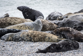 Kegelrobben am Strand - Helgoland - Copyright by Dirk Paul : 2017, Helgoland