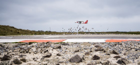 aufgescheuchte Möwen - Helgoland - Copyright by Dirk Paul : 2017, Helgoland