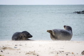 Robben am Strand - Helgoland - Copyright by Dirk Paul : 2017, Helgoland