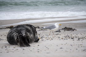 eine Möwe auf Nahrungssuche - Helgoland - Copyright by Dirk Paul : 2017, Helgoland