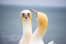 ein Pärchen Basstölpel - Helgoland - Copyright by Dirk Paul : 2017, Helgoland