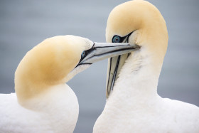 ein Pärchen Basstölpel - Helgoland - Copyright by Dirk Paul : 2017, Helgoland