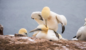 ein Pärchen Basstölpel - Helgoland - Copyright by Dirk Paul : 2017, Helgoland