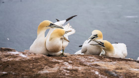 die Gehegen liegen eng beieinander - Helgoland - Copyright by Dirk Paul : 2017, Helgoland