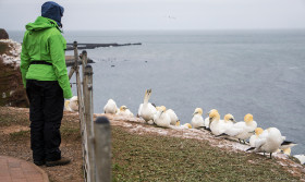 Basstölpel aus nächster Nähe beobachten - Helgoland - Copyright by Dirk Paul : 2017, Helgoland