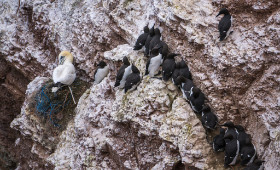 Trottellummen - Helgoland - Copyright by Dirk Paul : 2017, Helgoland