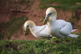 Basstölpel bei der Nestmaterialbeschaffung - Helgoland - Copyright by Dirk Paul : 2017, Helgoland