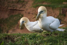 Basstölpel bei der Nestmaterialbeschaffung - Helgoland - Copyright by Dirk Paul : 2017, Helgoland