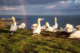 Basstölpel - Helgoland - Copyright by Dirk Paul : 2017, Helgoland