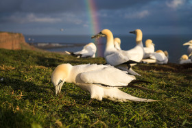 Basstölpel - Helgoland - Copyright by Dirk Paul : 2017, Helgoland