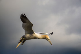 Basstölpel - Helgoland - Copyright by Dirk Paul : 2017, Helgoland