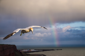 Basstölpel - Helgoland - Copyright by Dirk Paul : 2017, Helgoland