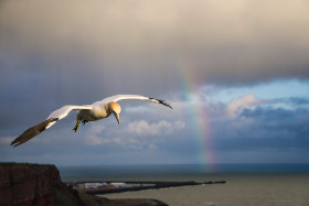 Basstölpel - Helgoland - Copyright by Dirk Paul : 2017, Helgoland