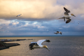 Basstölpel - Helgoland - Copyright by Dirk Paul : 2017, Helgoland