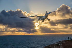 Basstölpel - Helgoland - Copyright by Dirk Paul : 2017, Helgoland