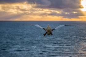 Basstölpel - Helgoland - Copyright by Dirk Paul : 2017, Helgoland