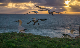 Basstölpel - Helgoland - Copyright by Dirk Paul : 2017, Helgoland