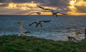 Basstölpel - Helgoland - Copyright by Dirk Paul : 2017, Helgoland